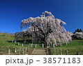 福島県　三春の滝桜　4月 38571183
