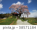 福島県　上石の不動桜　4月 38571184