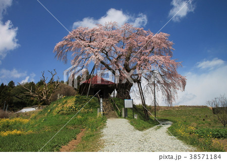 福島県 上石の不動桜 4月 福島県 上石の不動桜 4月 38571184