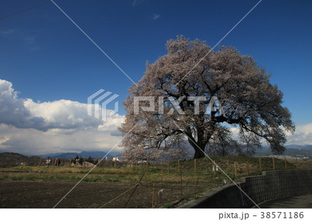 山梨県 韮崎 鰐塚の桜 4月 山梨県 韮崎 鰐塚の桜 4月 38571186