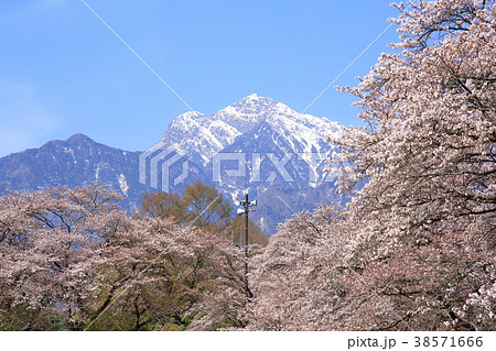 甲斐駒ヶ岳と眞原桜並木の写真素材