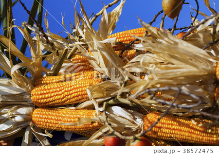 Corn pods on dried plants 38572475