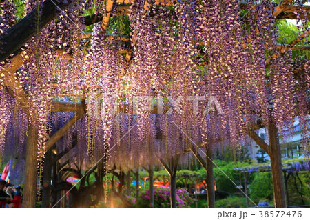 亀戸天神 藤の花とスカイツリー 亀戸天神 藤の花とスカイツリー 38572476