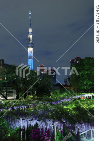 亀戸天神 藤の花とスカイツリー 亀戸天神 藤の花とスカイツリー 38572481
