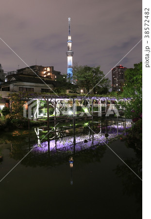 亀戸天神　藤の花とスカイツリー 38572482