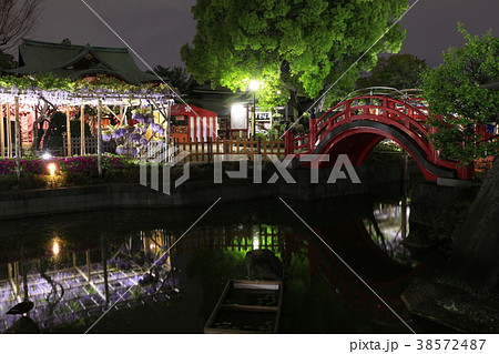亀戸天神　藤の花とスカイツリー 38572487