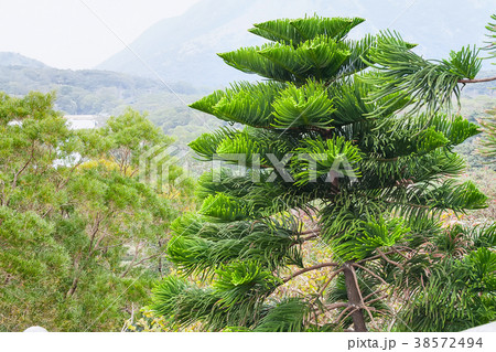 Pine trees at chinese garden. Hong Kong 38572494