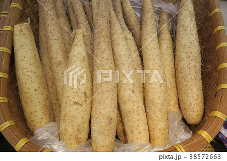 長芋　山芋 38572663