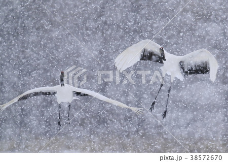 吹雪の中に舞う丹頂鶴 38572670