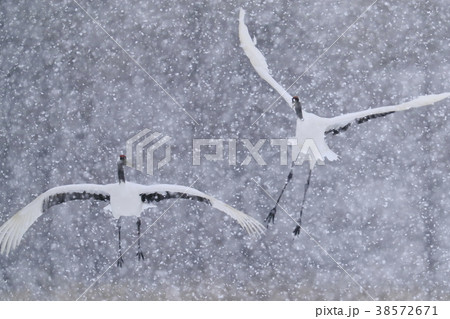 吹雪の中に舞う丹頂鶴 38572671