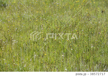 Pha Taem National Park 38572717