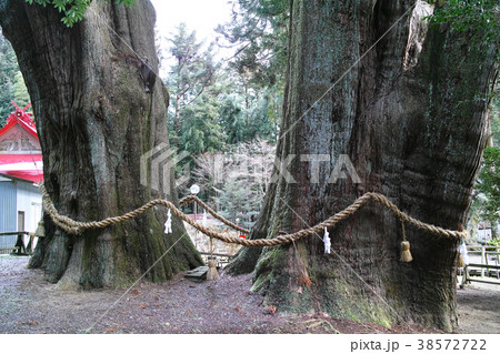 高知　杉の大杉 38572722
