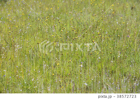 Pha Taem National Park 38572723