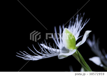 The orchid breed. The orchid breed. 38572959
