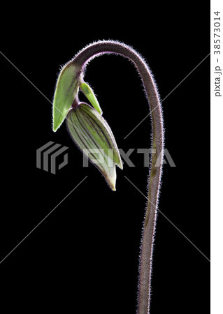 Paphiopedilum orchid or Lady's Slipper orchid. 38573014