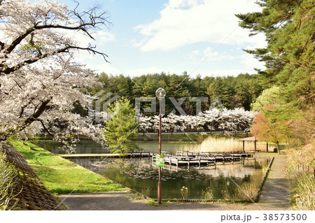 安曇野市　桜咲く室山池 38573500
