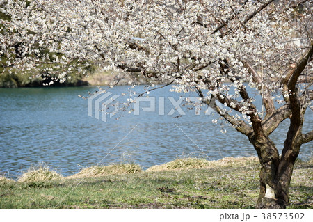 ろうかく梅園の梅の花 38573502