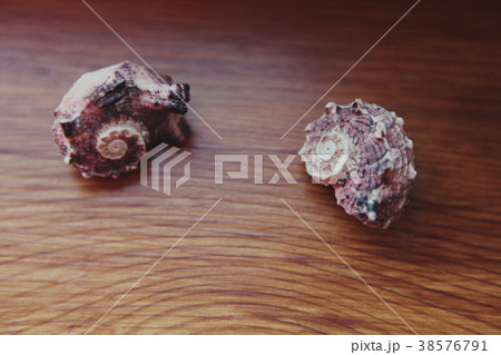 Sea Shell Natural day light  38576791