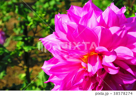 ダリアの花 ダリアの花 38578274