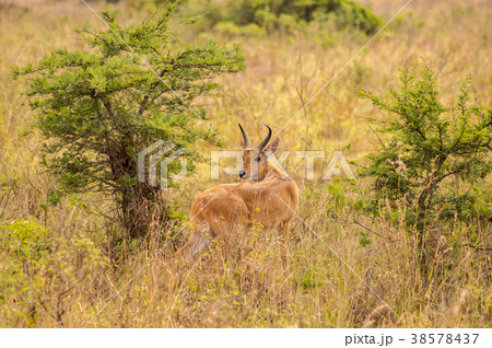 Impala in the savannah scrub of Nairobi Park 38578437