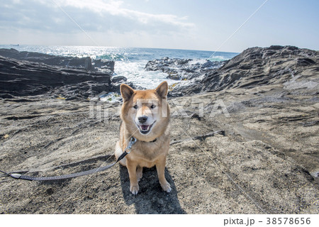 海背景の岩場の柴犬 笑顔 カメラ目線 海背景の岩場の柴犬 笑顔 カメラ目線 38578656