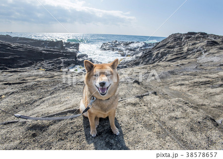 海背景の岩場の柴犬　笑顔　カメラ目線 38578657