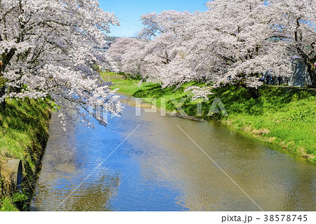 北須川沿いの桜並木 北須川沿いの桜並木 38578745