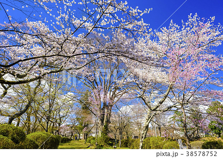 棚倉城跡の桜 38578752