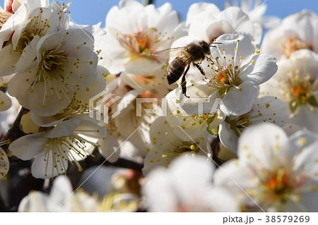 早春の梅の花(エコイメージ)みつばち 蜜蜂 ミツバチ 梅の花 春 早春の梅の花(エコイメージ)みつばち 蜜蜂 ミツバチ 梅の花 春 38579269