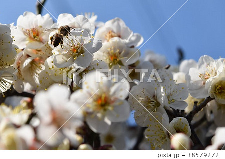 早春の梅の花（エコイメージ）みつばち　蜜蜂　ミツバチ　梅の花　春 38579272