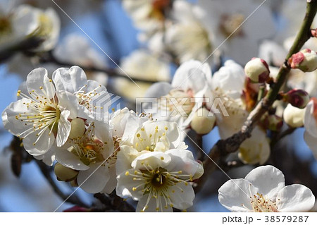 早春の梅の花（エコイメージ）みつばち　蜜蜂　ミツバチ　梅の花　春 38579287