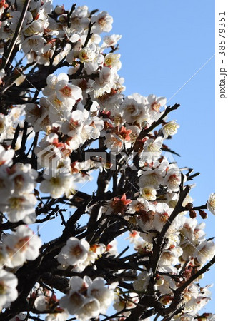 早春の梅の花（エコイメージ）みつばち　蜜蜂　ミツバチ　梅の花　春 38579351
