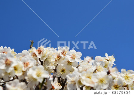 早春の梅の花（エコイメージ）みつばち　蜜蜂　ミツバチ　梅の花　春 38579354