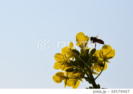 菜の花とミツバチ 菜の花 ミツバチ みつばち 自然 栽培 蜂蜜 昆虫 黄色い花 春 菜の花とミツバチ 菜の花 ミツバチ みつばち 自然 栽培 蜂蜜 昆虫 黄色い花 春 38579407
