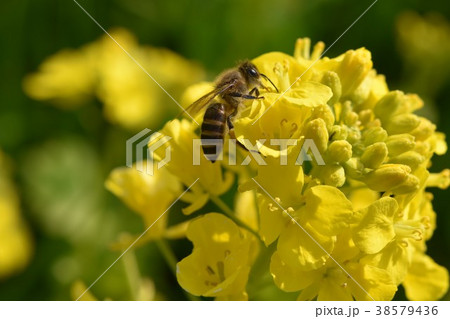 菜の花とミツバチ 菜の花 ミツバチ みつばち 野田町 出水市 鹿児島県 菜の花とミツバチ 菜の花 ミツバチ みつばち 野田町 出水市 鹿児島県 38579436