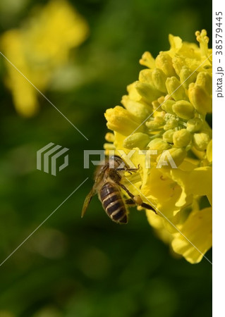 菜の花とミツバチ 菜の花 ミツバチ みつばち 野田町 出水市 鹿児島県 菜の花とミツバチ 菜の花 ミツバチ みつばち 野田町 出水市 鹿児島県 38579445