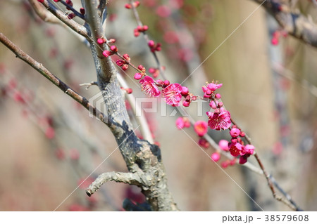 紅梅の花 38579608