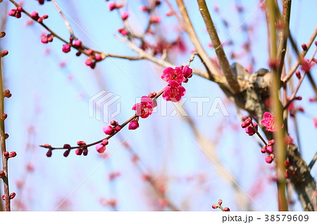 紅梅の花 38579609