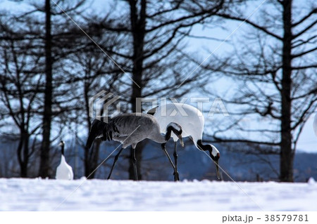 丹頂鶴とクロヅル　鶴居村 38579781