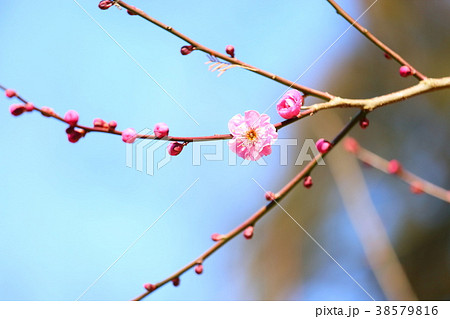 紅梅の花 38579816