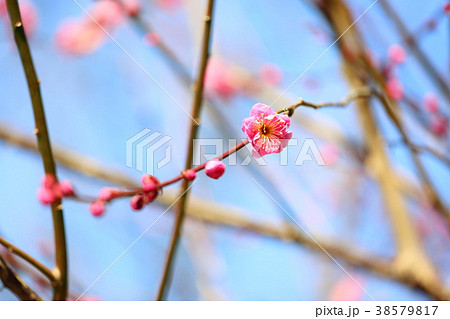紅梅の花 38579817
