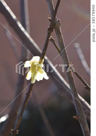 蝋梅 早春の梅の花みつばち　蜜蜂　ミツバチ　梅の花　春 38579940