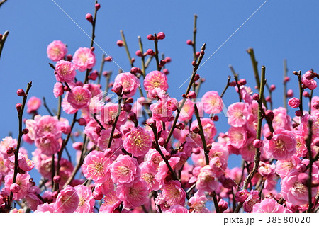 ミツバチと梅の花(紅梅) 春の戯れ 梅の花とミツバチ 箱崎八幡神社 出水市 鹿児島県 ミツバチと梅の花(紅梅) 春の戯れ 梅の花とミツバチ 箱崎八幡神社 出水市 鹿児島県 38580020