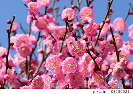 ミツバチと梅の花(紅梅) 春の戯れ 梅の花とミツバチ 箱崎八幡神社 出水市 鹿児島県 ミツバチと梅の花(紅梅) 春の戯れ 梅の花とミツバチ 箱崎八幡神社 出水市 鹿児島県 38580021