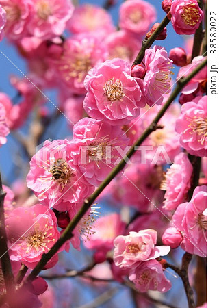 ミツバチと梅の花(紅梅) 春の戯れ 梅の花とミツバチ 箱崎八幡神社 出水市 鹿児島県 ミツバチと梅の花(紅梅) 春の戯れ 梅の花とミツバチ 箱崎八幡神社 出水市 鹿児島県 38580022