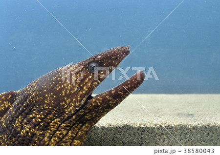 魚 ウツボ ブルーバックの写真素材