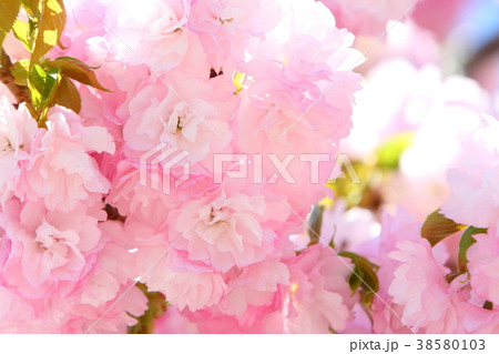 八重桜（八重紅虎の尾） 38580103