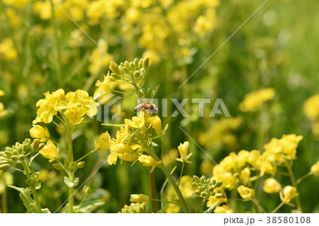 菜の花畑 春の煌めき 菜の花 ミツバチ みつばち 自然 栽培 蜂蜜 昆虫 黄色い花 春 菜の花畑 春の煌めき 菜の花 ミツバチ みつばち 自然 栽培 蜂蜜 昆虫 黄色い花 春 38580108