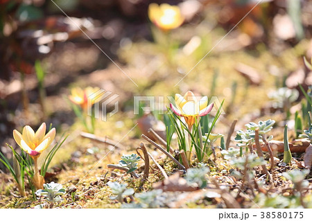 クロッカスの花 クロッカスの花 38580175