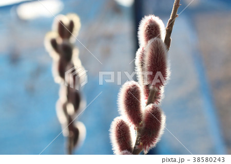 ピンク猫柳 ピンク猫柳 38580243